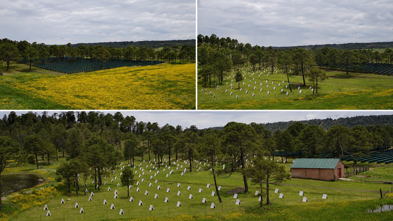 Instalaciones del Rancho Osuna entre pinos